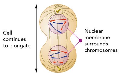 Completion of cell division