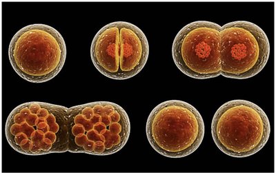Stages of cell division