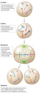 Mitosis produces identical cells
