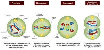 Stages of meiosis I