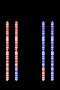 Meiosis I events
