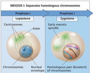 Prophase I substages: leptotene, zygotene