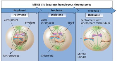 Prophase I substages: pachytene, diplotene, diakinesis