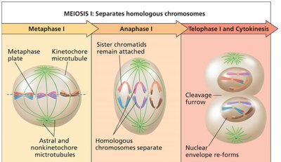 Meiosis stages and genetic variation