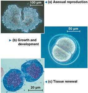 Cell division roles: asexual reproduction, growth, tissue renewal