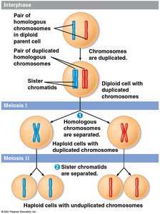 Meiosis process