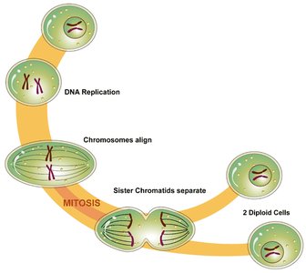 Mitosis cycle