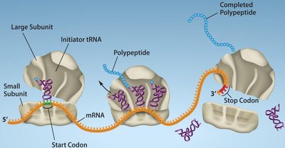 Translation elongation and polysome formation