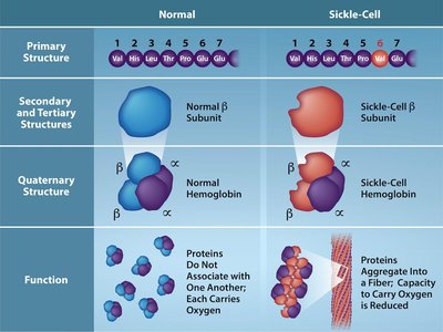Normal vs. sickle-cell hemoglobin structure and function