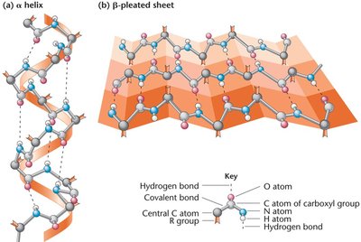 Secondary structures: alpha helix and beta sheet