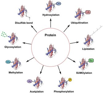 Diagram of posttranslational modifications