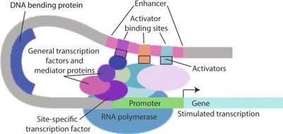 Functional domains of proteins