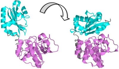 Protein-protein interaction conformational change