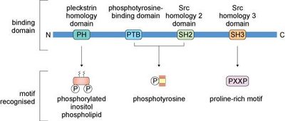 Signaling protein domains and motifs