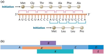 Diagram showing translation initiation and reading frames
