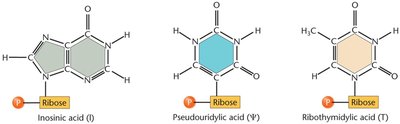 Modified bases in tRNA