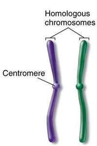 Chromosome structure