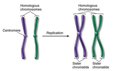 Sister chromatids after replication