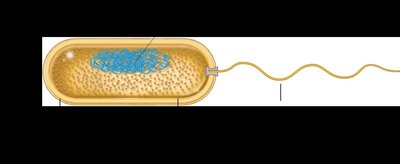 Bacterial cell diagram
