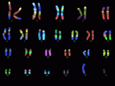 Human karyotype