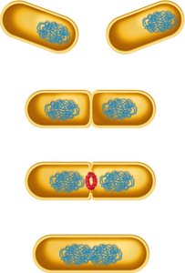 Binary fission stages