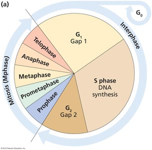 Cell cycle diagram