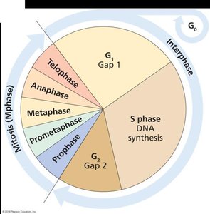 Cell cycle stages
