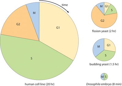Cell cycle timing in different organisms