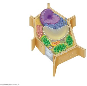 Plant cell diagram