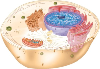 Animal cell diagram