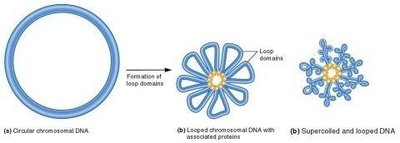 Prokaryotic chromosome condensation