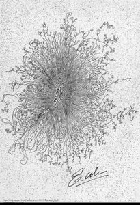 E. coli chromosome structure