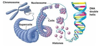 Eukaryotic chromosome organization