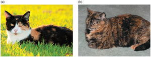 Calico and tortoiseshell cats illustrating X-inactivation mosaicism