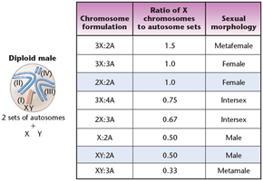 Table showing chromosome ratios and sexual morphology in Drosophila