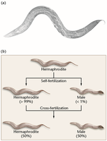 Diagram of C. elegans sexual phenotypes and reproduction