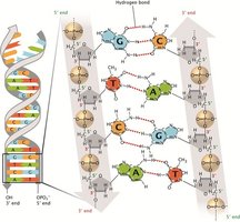 DNA double helix with complementary base pairing and antiparallel strands
