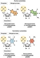 Structures of DNA nucleotide monophosphates