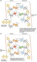 DNA strand elongation by DNA polymerase