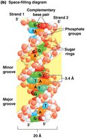 Space-filling diagram of the DNA double helix showing grooves