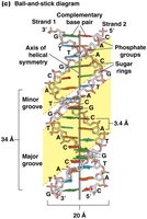 Ball-and-stick diagram of the DNA double helix showing grooves