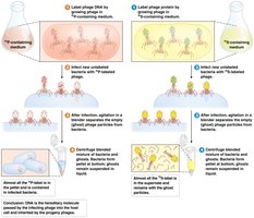 Hershey-Chase experiment showing DNA is the genetic material