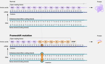 Frameshift mutation example