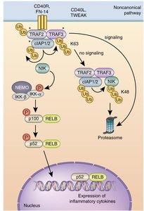NF-κB pathway regulation diagram