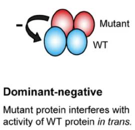 Loss-of-function vs. dominant-negative mutation