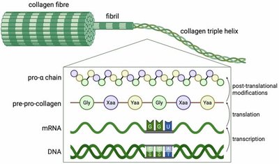 Collagen triple helix structure