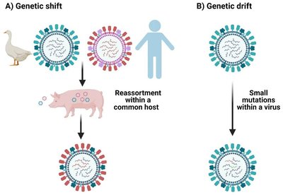 Genetic shift and drift in viruses
