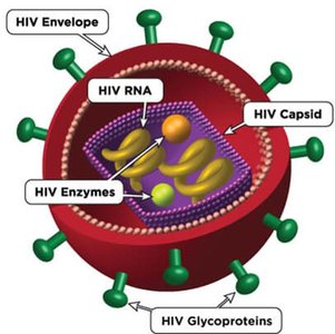 HIV structure
