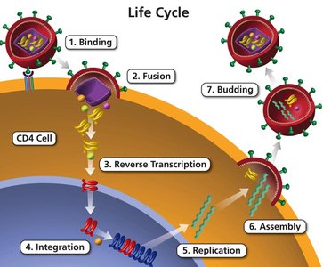 HIV life cycle