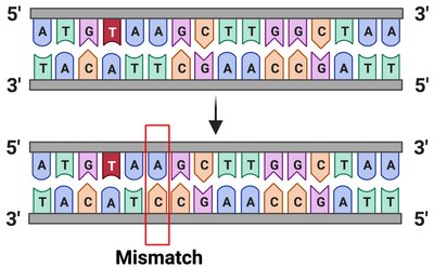 DNA mismatch diagram